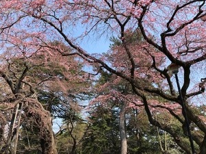 sakura_IMG_3659.jpg